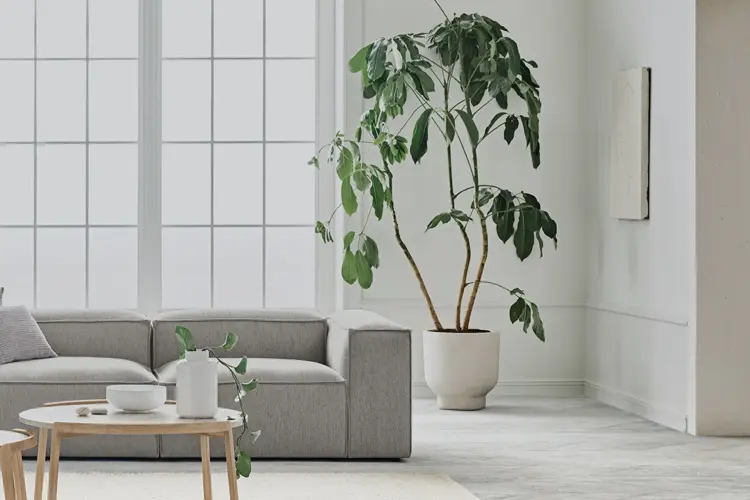 Velkommen til The Design Sale hos Bolia. 