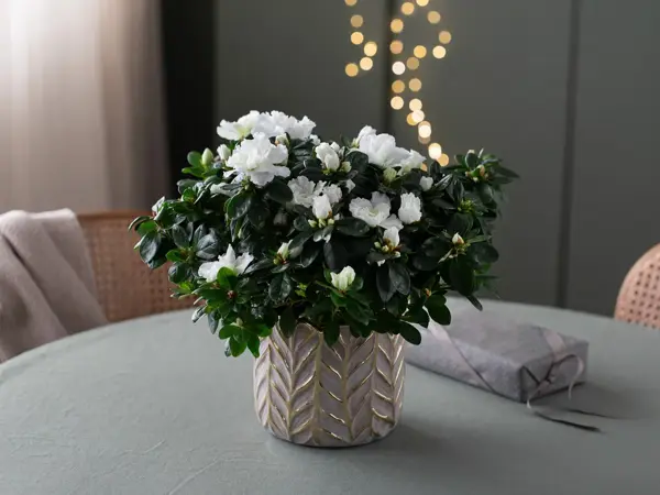 2_Novent Azalea