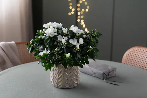 2_Novent Azalea