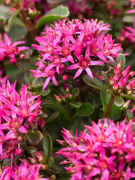 Bievennlige blomster