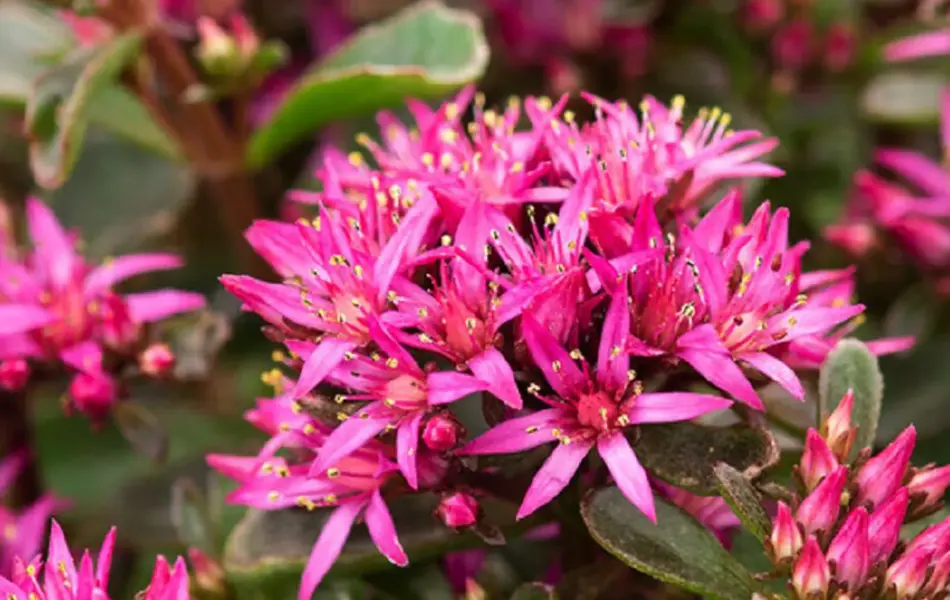 Bievennlige blomster