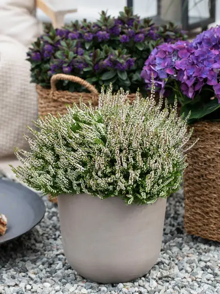 Hvit lyng og lilla blomster