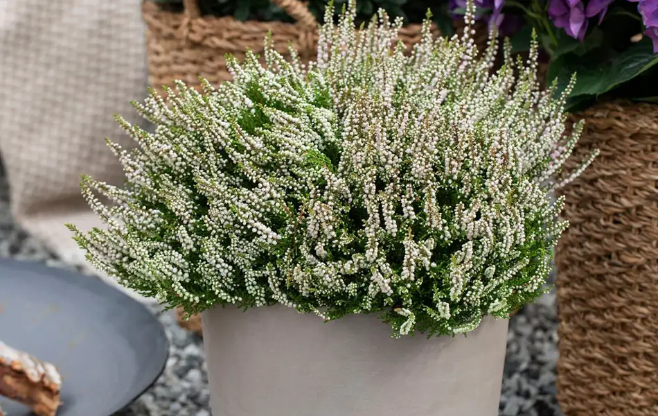 Hvit lyng og lilla blomster