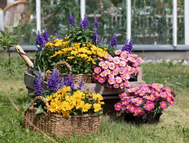 Mester Grønn_Bievennlige sommerblomster