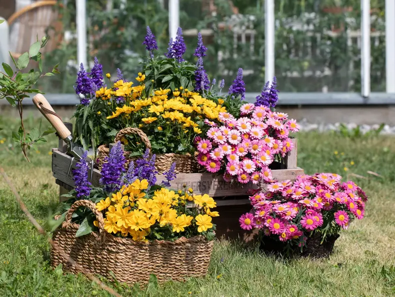 Mester Grønn_Bievennlige sommerblomster