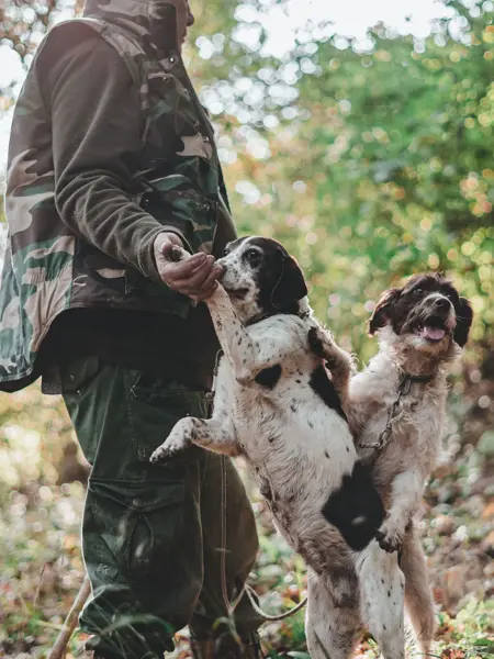 Nærbilde av to jakthunder og jeger