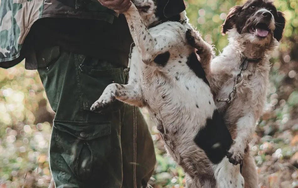 Nærbilde av to jakthunder og jeger