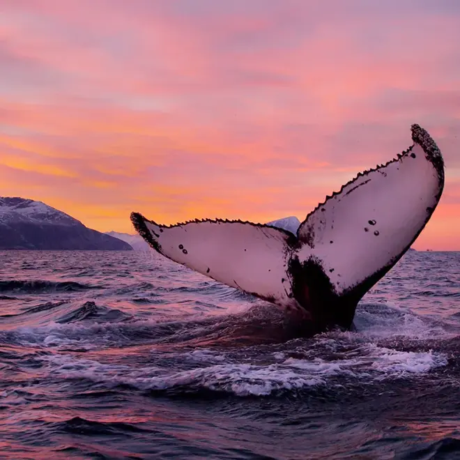 En spekkhogger er i ferd med å dukkeunder og vi ser undersiden av en hvalfinne som er på vei ned under i vann i solnedgangen