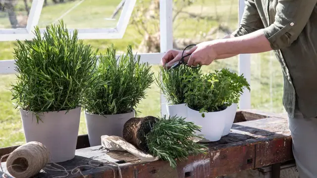 Blomster og urter fra Mester Grønn