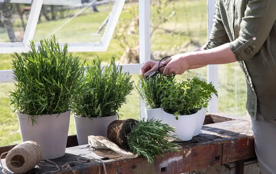 Blomster og urter fra Mester Grønn