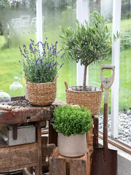 Blomster og urter fra Mester Grønn