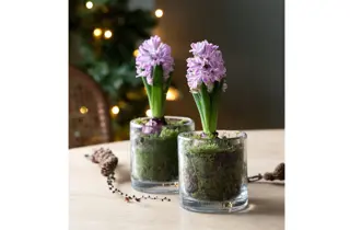 Gunerius black week 25