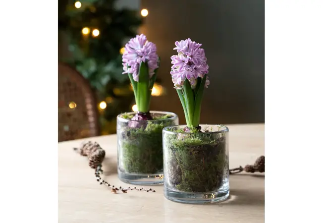 Gunerius black week 25