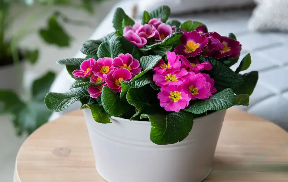 Primula fra fra Mester Grønn