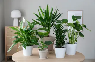 mestergrønn-planter-uke1-3.2