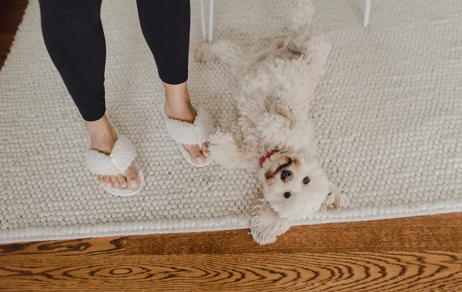 Nærbilde av et par føtter i tøfler og søt hund liggende på hvitt ullteppe 