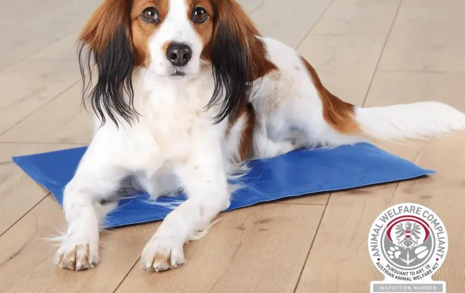 hund liggende på kjølematte fra buddy