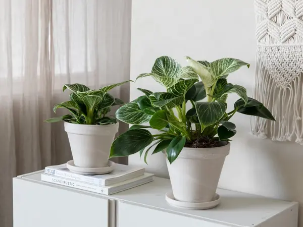 To potter med grønne planter på en benk