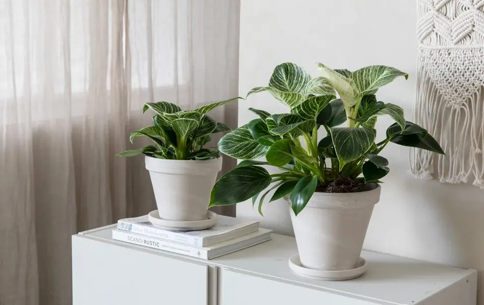 To potter med grønne planter på en benk