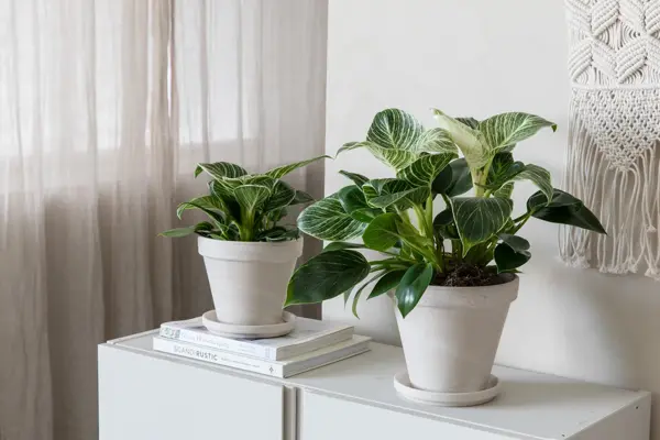 To potter med grønne planter på en benk