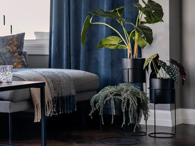 Utsnitt av stue med blå gardiner, grønnplanter og pledd