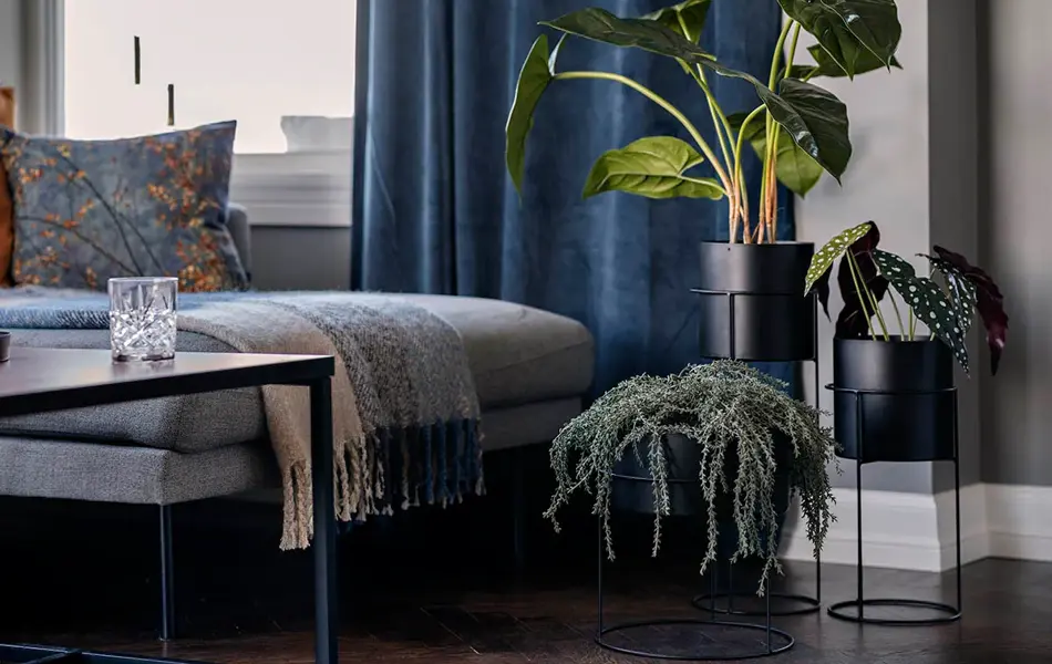 Utsnitt av stue med blå gardiner, grønnplanter og pledd