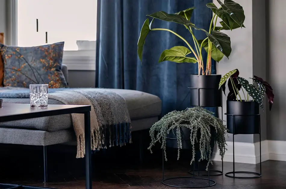 Utsnitt av stue med blå gardiner, grønnplanter og pledd