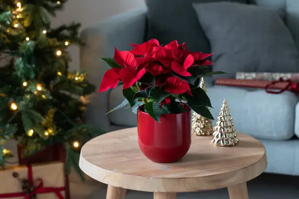 Blomster fra Mester Grønn