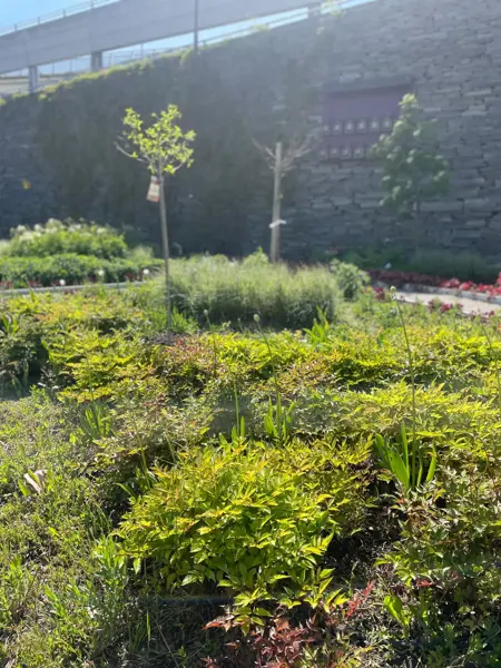 Ski Storsenter sin hage