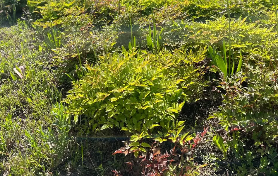 Ski Storsenter sin hage