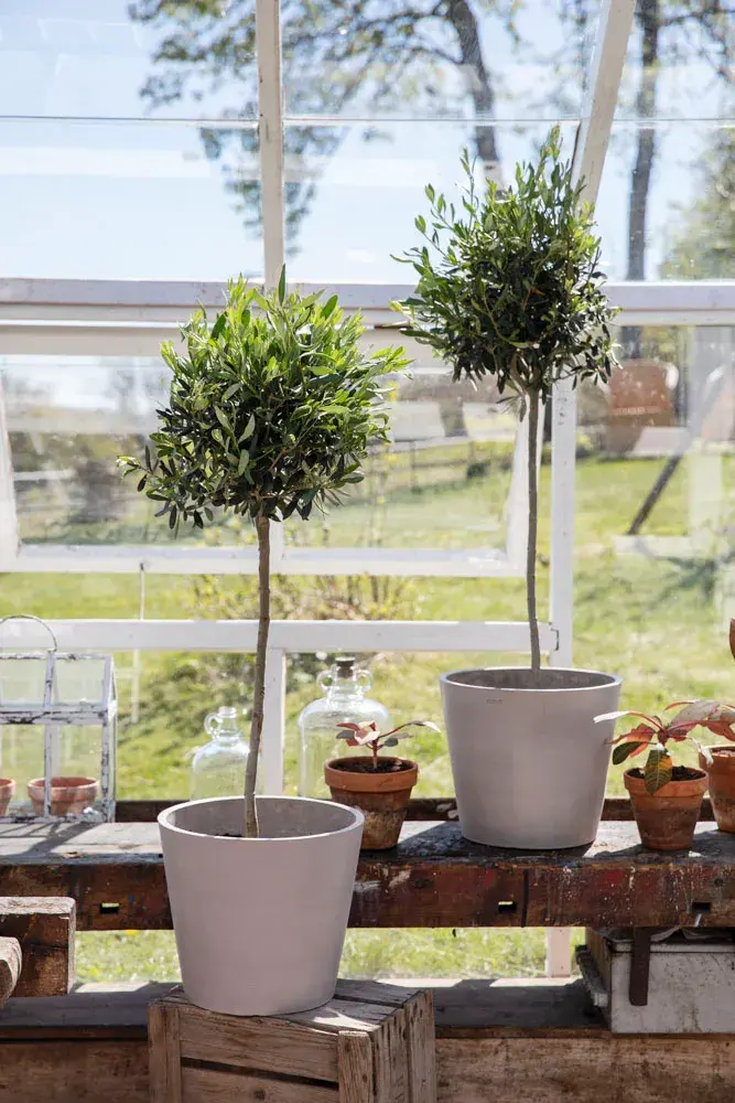 Oliventrær i drivhus