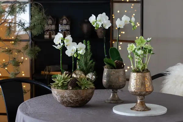 Sandvika_MesterGrønn_Julegrupper i gullskål