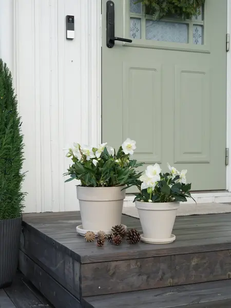 11_Novent Helleborus