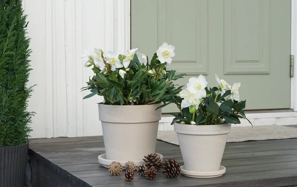 11_Novent Helleborus