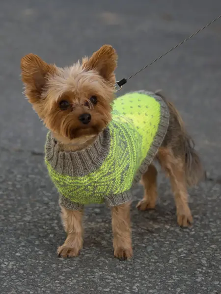 hund med grønn og brun genser