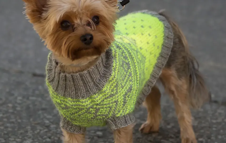 hund med grønn og brun genser