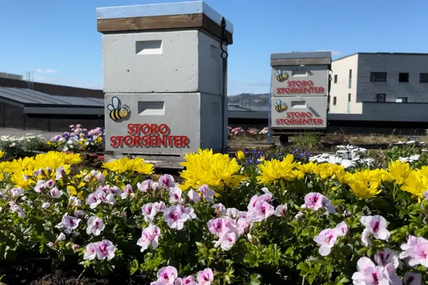 Biekuber og blomster på taket til Storo