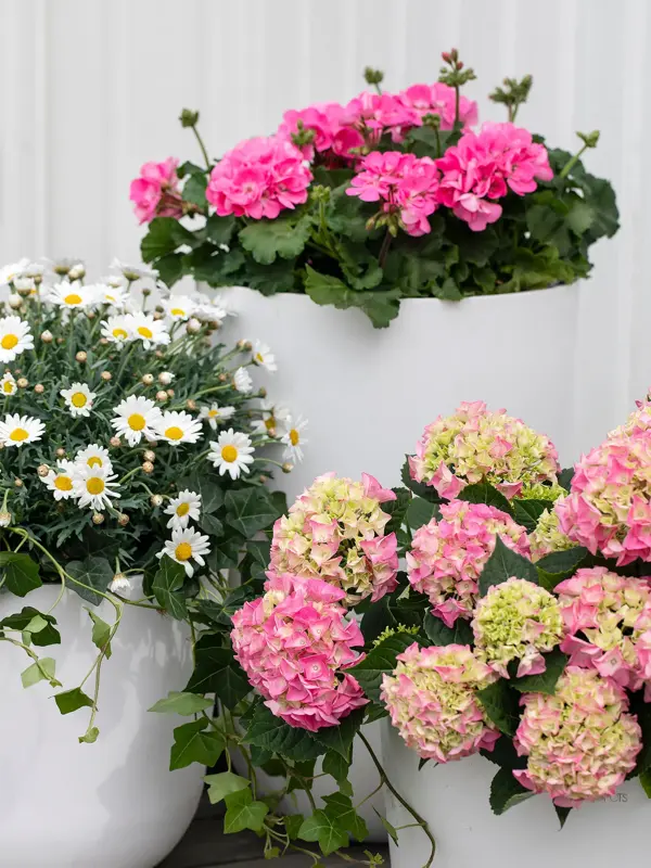 Blomster i potter