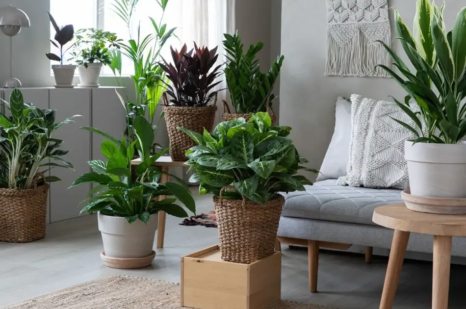 Grønne planter fra Mester Grønn