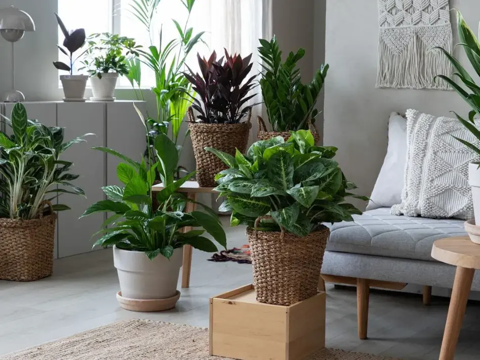 Grønne planter fra Mester Grønn