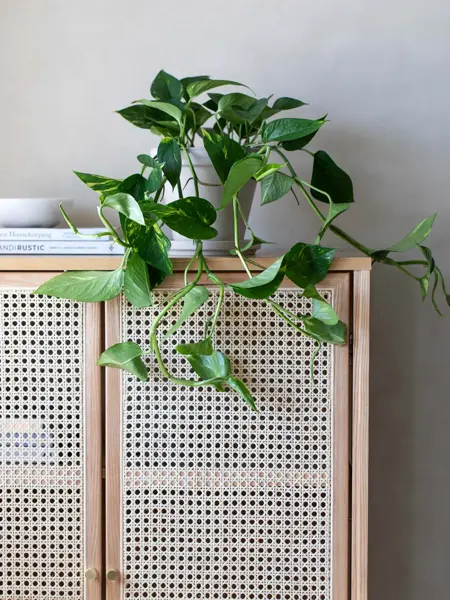 TS_Storo_artikkel_en-gronn-oase-i-hjemmet-ditt