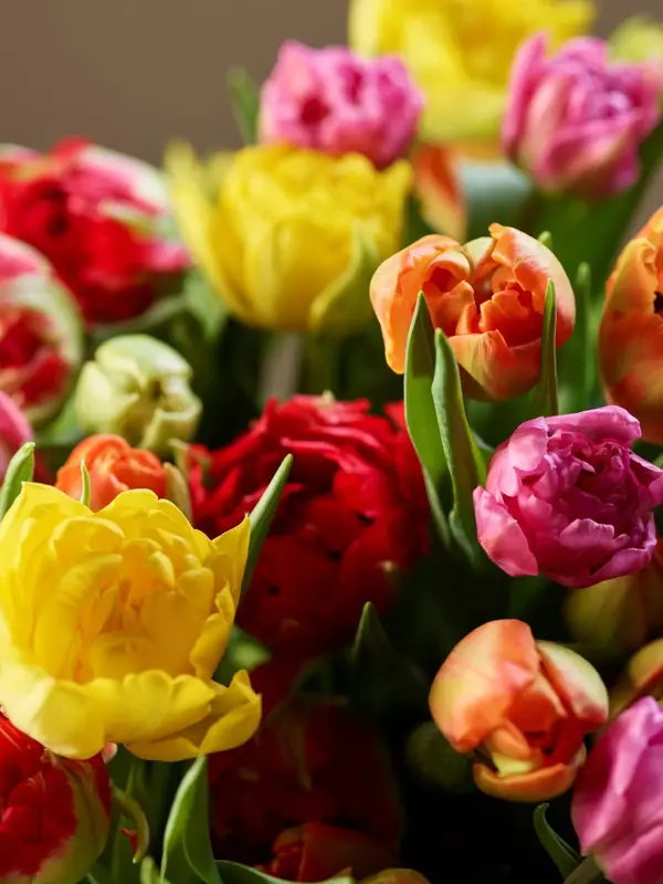 Fargede tulipaner