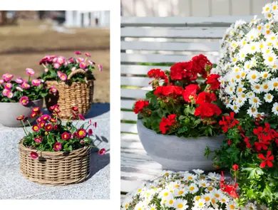 Tusenfryd i krukker, pelargonia og margeritter i krukker.