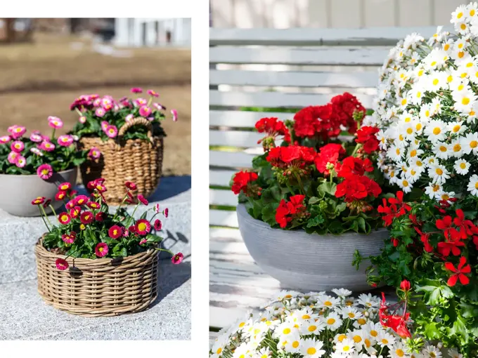 Tusenfryd i krukker, pelargonia og margeritter i krukker.