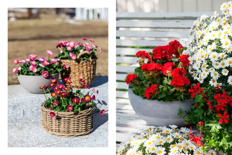 Hage- og balkongsesongen er åpnet og det er på tide å fylle krukker og bed med vakre blomster. Vi har tipsene til hva du kan plante nå.