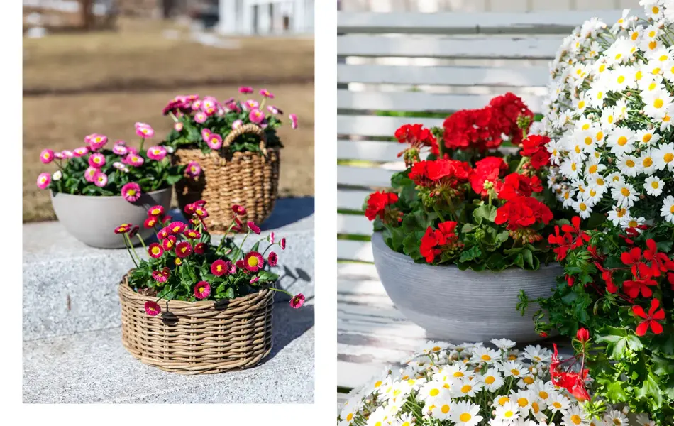 Tusenfryd i krukker, pelargonia og margeritter i krukker.