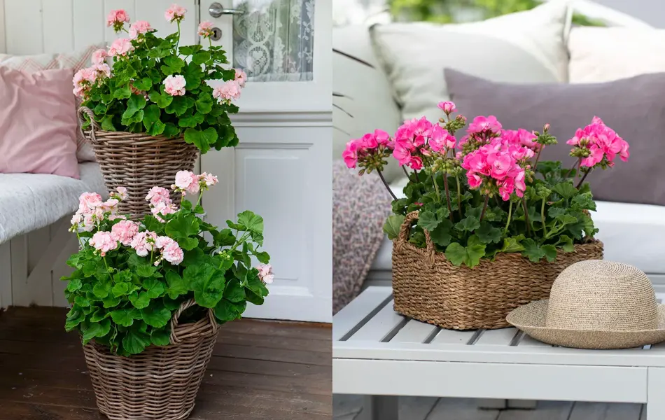 lys rosa pelargonia, rosa pelargonia