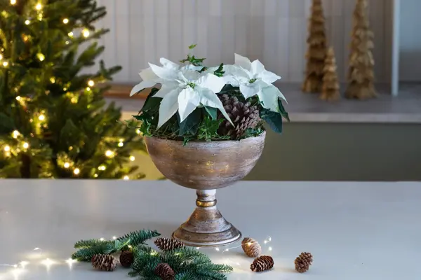 Sandvika_MesterGrønn_Julestjerne i gullskål