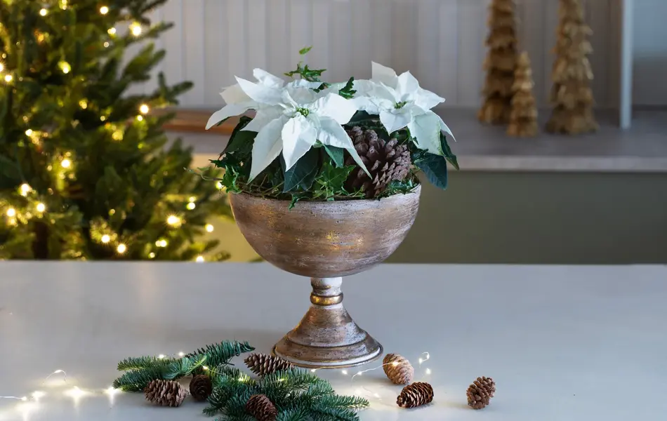 Sandvika_MesterGrønn_Julestjerne i gullskål