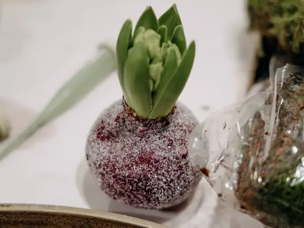 plante